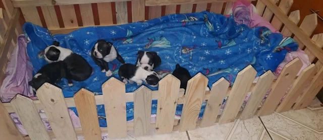 Wooden Puppy Beds